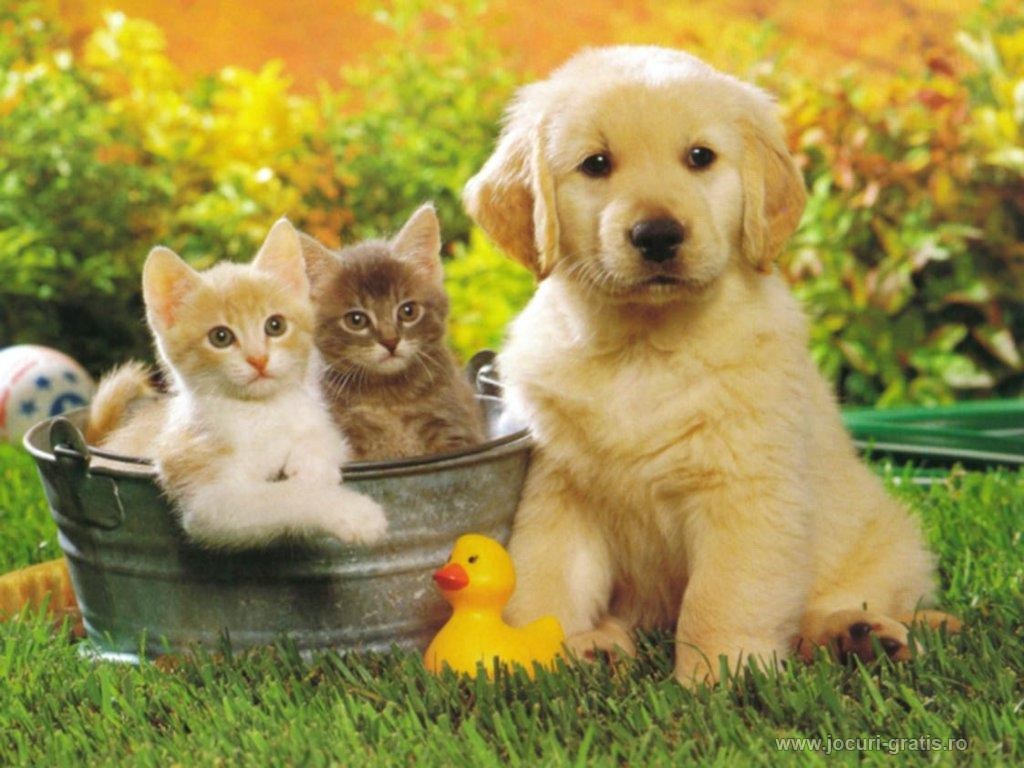 Our Pet Care